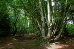 Beech Coppice, Epping Forest  Ancient tree near the Lost Pond, Epping Forest. Without man's intervention over centuries, the tree would be dead by now. : Epping, Forest, Essex, trees, beech, coppice