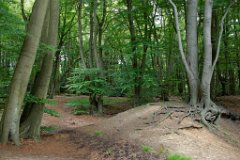Loughton Camp, Epping Forest  Loughton Camp Hillfort is an Iron Age earthwork built around 500 BC. Used as animal folds in times of attack from another tribe or as look out posts and boundary markers between the Trinovantes and the Catevellauni tribes. In use until after the Roman invasions. : Epping, Forest, Essex, trees, Loughton, Boudica, hillfort