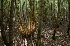 Hatfield-Forest-Coppiced-Birch.jpg