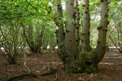 Hatfield Forest Coppiced Oak  500 year old oak standards : Hatfield, Forest, Essex, trees, coppice, oak