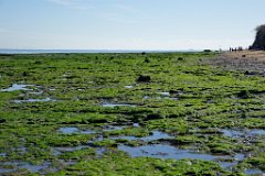 Seaweed and Algae : Walton, Naze, Beach, seaweed, algae, seaside