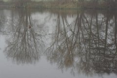 Ducksy-Durvy  Weald Country Park,Brentwood,Essex : fog, park, Weald, trees, Brentwood, Essex, misty, reflections, winter, lake