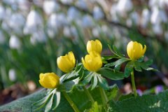 Aconite  Eranthis : aconite, winter, yellow, flowers