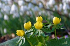Aconite-Crocus-Snowdrops.jpg