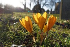 Winter-Crocus-Sunshine.jpg