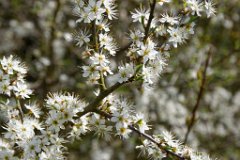 april-blossom.jpg