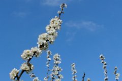 blackthorn-blossom-blue-sky.jpg