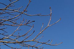 horse-chestnut-branch-winter.jpg