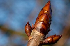 horse-chestnut-sticky-bud.jpg