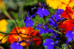 lobelia-erinus.jpg