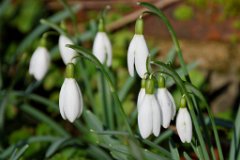 snowdrops-close-up.jpg