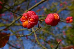 spindle-fruit-bush-autumn.jpg
