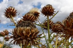 thistle-heads.jpg