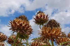 thistle-sky.jpg