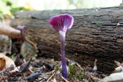Amethyst Deceiver - Laccaria amethystina  The colour of these mushroms is intense. This one was photographed in Norsey Wood, near Billericay : fungi, mushroom, norsey wood, amethyst, deceiver
