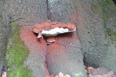 Artists Bracket - Ganoderma applanatum  This bracket seems to have been kicked releasing a splash of brick-red spores. Warlies Park, near Upshire, Essex : fungi, mushroom, uk, artist, bracket, warlies, park