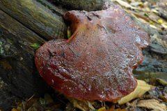 Beefsteak fungus - Fistulina hepatica  Found in Mores Wood, near Brentwood. The wood of trees infected with the beefsteak fungus develop brown rot, spalting the wood and creating attractive discolourations. : fungi, mushroom, uk, beefsteak, mores, wood