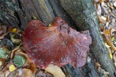 Beefsteak fungus - Fistulina hepatica  Mores Wood. A common edible mushroom popular in France. : fungi, mushroom, uk, beefsteak, mores wood