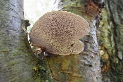 Blushing Bracket - Daedaleopsis confragosa  Underside, showing the variable size and shape of the pores. Seen in Swan Wood, Essex : fungi, mushroom, essex, blushing, bracket, swan wood