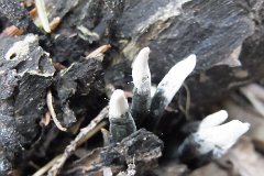 Candlesnuff Fungus - Xylaria hypoxylon  Found in Weald Country Park, Essex, they look like a snuffed-out candle. : fungi, mushroom, uk, candlesnuff, weald
