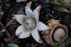 Collared Earthstar - Geastrum triplex  Distinctive collar close up. The central puffball is about 3 cm across. Seen at Maldon Wick nature reserve : fungi, mushroom, uk, collared, earthstar, maldon
