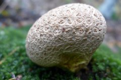 Common Earthball - Scleroderma citrinum  Spores are released when the skin of a mature specimin ruptures. Found in Mores Wood, near Brentwood : fungi, mushroom, uk, common, earthball, mores, wood