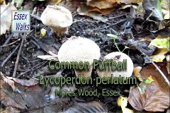 Common Puffball - Video