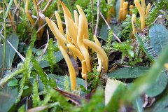 Golden Spindles - Clavulinopsis fusiformis  Found in Mores Wood near Brentwood, Essex. These tiny spindles are hard to find in the leafmould underfoot. : fungi, mushroom, uk, Essex, golden, spindles, mores, wood