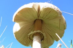 Parasol - Macrolepiota procera  Spotted on top of Jury Hill, Childerditch, Essex : fungi, mushroom, uk, UK Essex Fungi, parasol, jury, hill