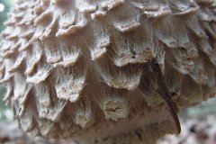 Shaggy Parasol - Macrolepiota rhacodes  Can be toxic. Found in Weald Country Park, Essex : fungi, mushroom, uk, shaggy, parasol, weald