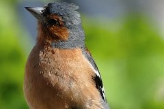 Chaffinch  (Fringilla coelebs) - male : wild bird, Chaffinch