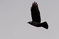 Duality : bird, airplane