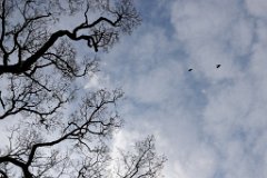 Cold Pursuit  Cold March morning : birds, tree, silhouette, sky