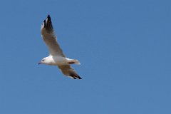 Black-Headed Gull : gull, seagull