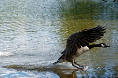 Touchdown  Canadian Goose landing on Weald Park Lake : Canadian Goose, lake, landing