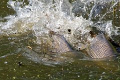 Carp Spawning  The males will bash and bump alongside the female to assist the egg-laying, often very vigorously pushing her to the warmer, reedy shallow part of the lake which provides the best laying ground for the eggs. : carp, spawning, water, splash