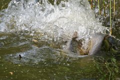 Carp Spawning  The males will bash and bump alongside the female to assist the egg-laying, often very vigorously pushing her to the warmer, reedy shallow part of the lake which provides the best laying ground for the eggs. : carp, spawning, water, splash