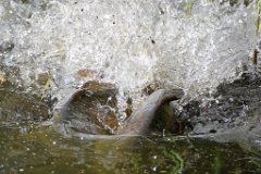 Carp Spawning  The males will bash and bump alongside the female to assist the egg-laying, often very vigorously pushing her to the warmer, reedy shallow part of the lake which provides the best laying ground for the eggs. : carp, spawning, water, splash