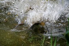 Carp Spawning  The males will bash and bump alongside the female to assist the egg-laying, often very vigorously pushing her to the warmer, reedy shallow part of the lake which provides the best laying ground for the eggs. : carp, spawning, water, splash