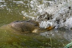 Carp Spawning  The males will bash and bump alongside the female to assist the egg-laying, often very vigorously pushing her to the warmer, reedy shallow part of the lake which provides the best laying ground for the eggs. : carp, spawning, water, splash