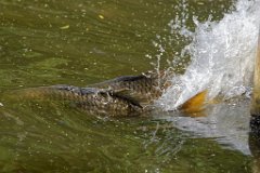 Carp Spawning  The males will bash and bump alongside the female to assist the egg-laying, often very vigorously pushing her to the warmer, reedy shallow part of the lake which provides the best laying ground for the eggs. : carp, spawning, water, splash