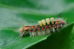 The Vapourer - Orgyia antiqua : caterpillar, Vapourer Moth, larva