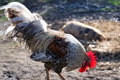Rooster at White Notley  In the background, there is a traditional rare breed pig, the Oxford Sandy and Black, basking in the sunshine. The breed was saved from near extinction about 20 years ago. : cockerel, rooster, rare breed, pig, farmyard