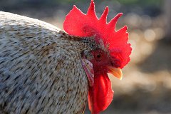 Cockerel : cockerel, comb