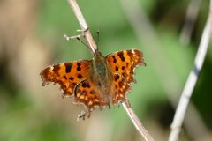 Comma -  Polygonia c-album  A common sight nowadays - the Comma butterfly - seen today on a walk in the Essex countryside. The Comma was once widespread over the British Isles, but in the 1800s suffered a severe reduction in numbers, and survived only in a few Welsh border counties. If this had happened today, every eco-warrior would be talking about climate change and how we should treble the price of electricity so we didn't destroy lovely little butterflies like the Comma.  Turns out the Comma was in decline due to a reduction in Hop farming, a key larval foodplant at the time. The environment it depended on wasn't "wild", it was man-made, like so many habitats various species exploit. Since the 1960s this butterfly has made a spectacular comeback, with a preference for Common Nettle as the larval foodplant, and it is now found throughout England, Wales, the Isle of Man, Channel Islands and has recently reached Scotland. Despite all the doom and gloom prophecies, nature has a way of adapting and surviving. : butterfly, comma, White Notley