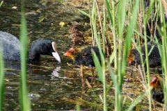 Coot and Chicks  Just out of the nest, but not venturing far from the water's edge. : Coot, chicks, water