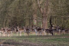 Wild deer in Weald Country Park, Brentwood, Essex. : deer, park