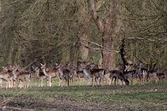 Wild deer in Weald Country Park, Brentwood, Essex. : deer, park