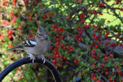 Female Chaffinch  The Horny thologists say that the bird's unusual feet are caused by warty growths caused by the papillomavirus. : Chaffinch, red, berries