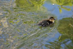 Easter Duckling, Finchingfield, Essex : Easter, Duckling, Finchingfield, Essex